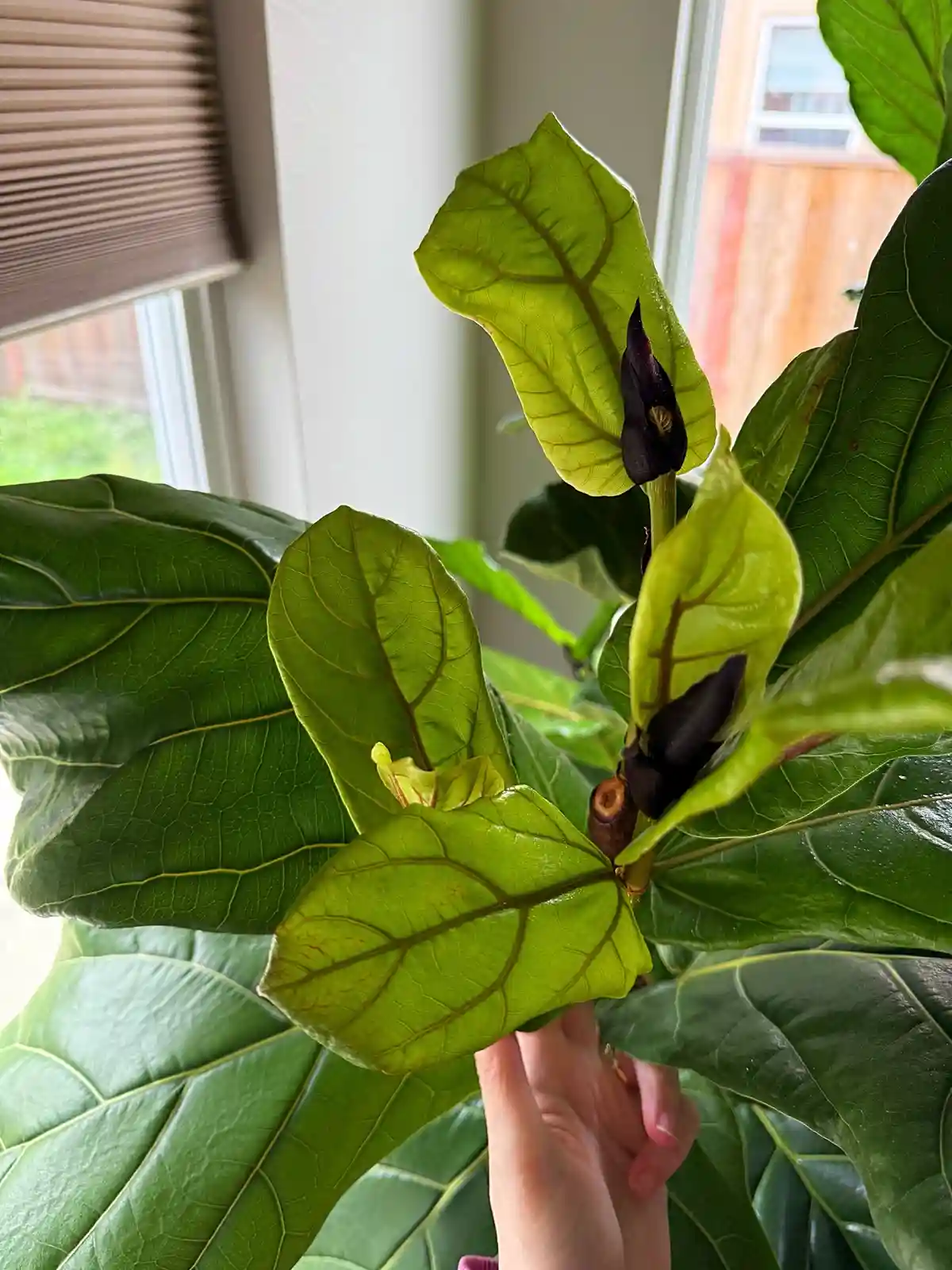 A close-up photo shows a person's hand gently holding a fiddle leaf fig plant with large, vibrant green leaves. Several dark…
