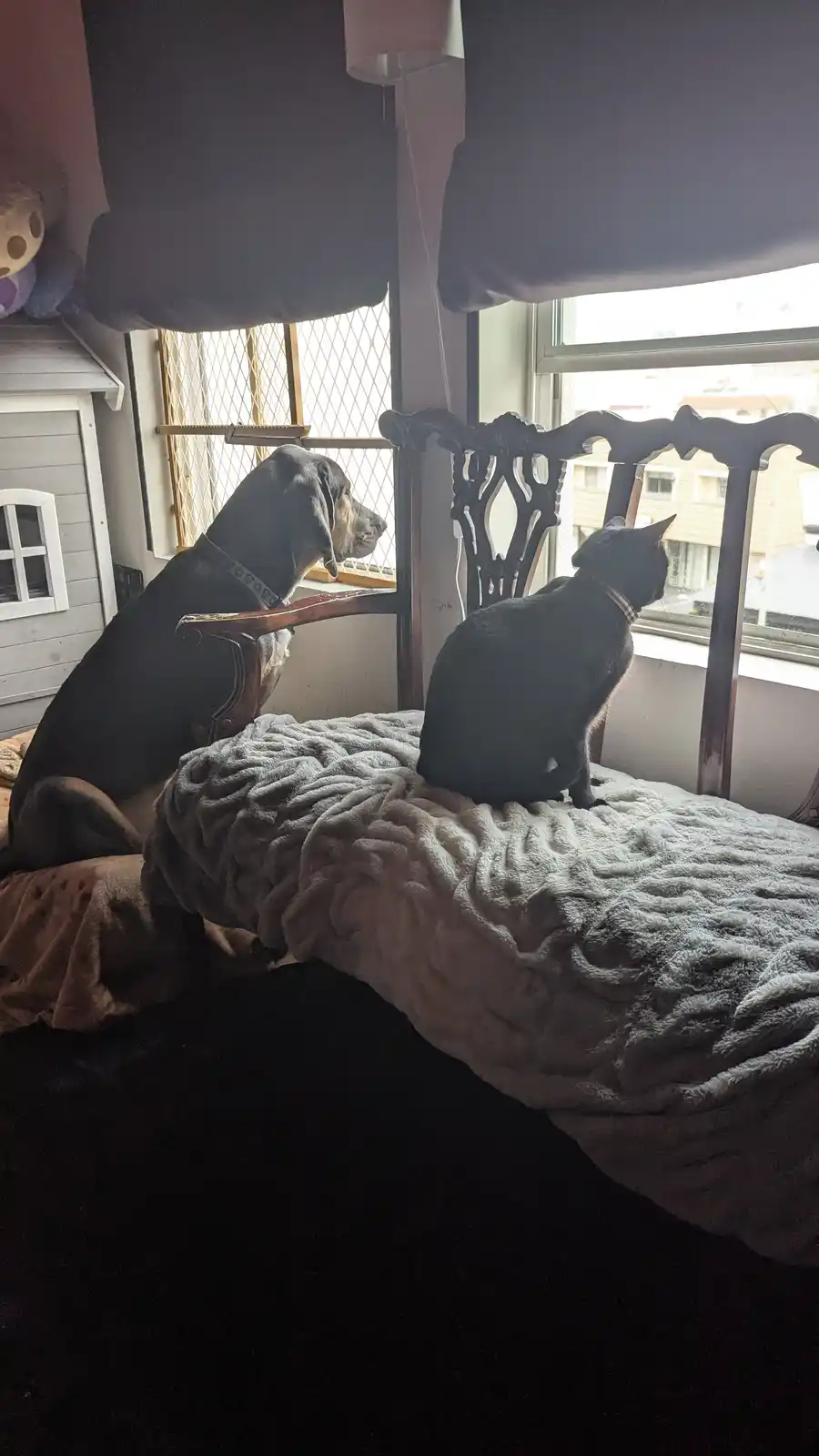 A black dog and a black cat sit side-by-side on a bed, both looking out of separate windows in a room. The dog is on the…
