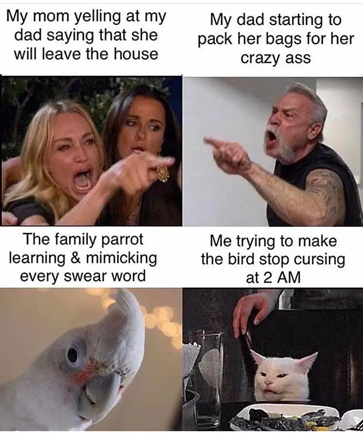 A four-panel meme using images of a woman yelling, a man yelling back, a parrot, and a cat looking annoyed. The text…