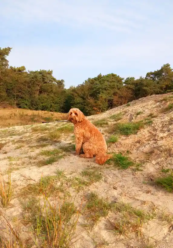 A fluffy, light brown dog sits patiently on a sandy, grassy hillside with trees in the background. The dog looks slightly to…