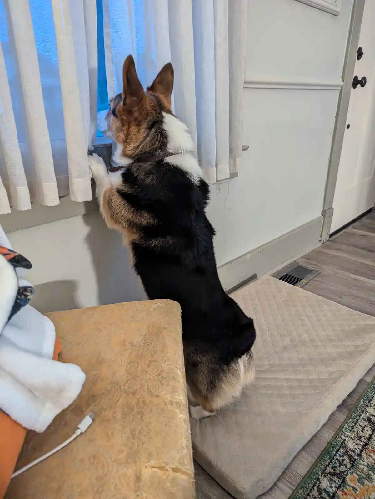 A tricolor corgi stands on its hind legs on a beige dog bed, using its front paws to pull back white curtains to look out a…
