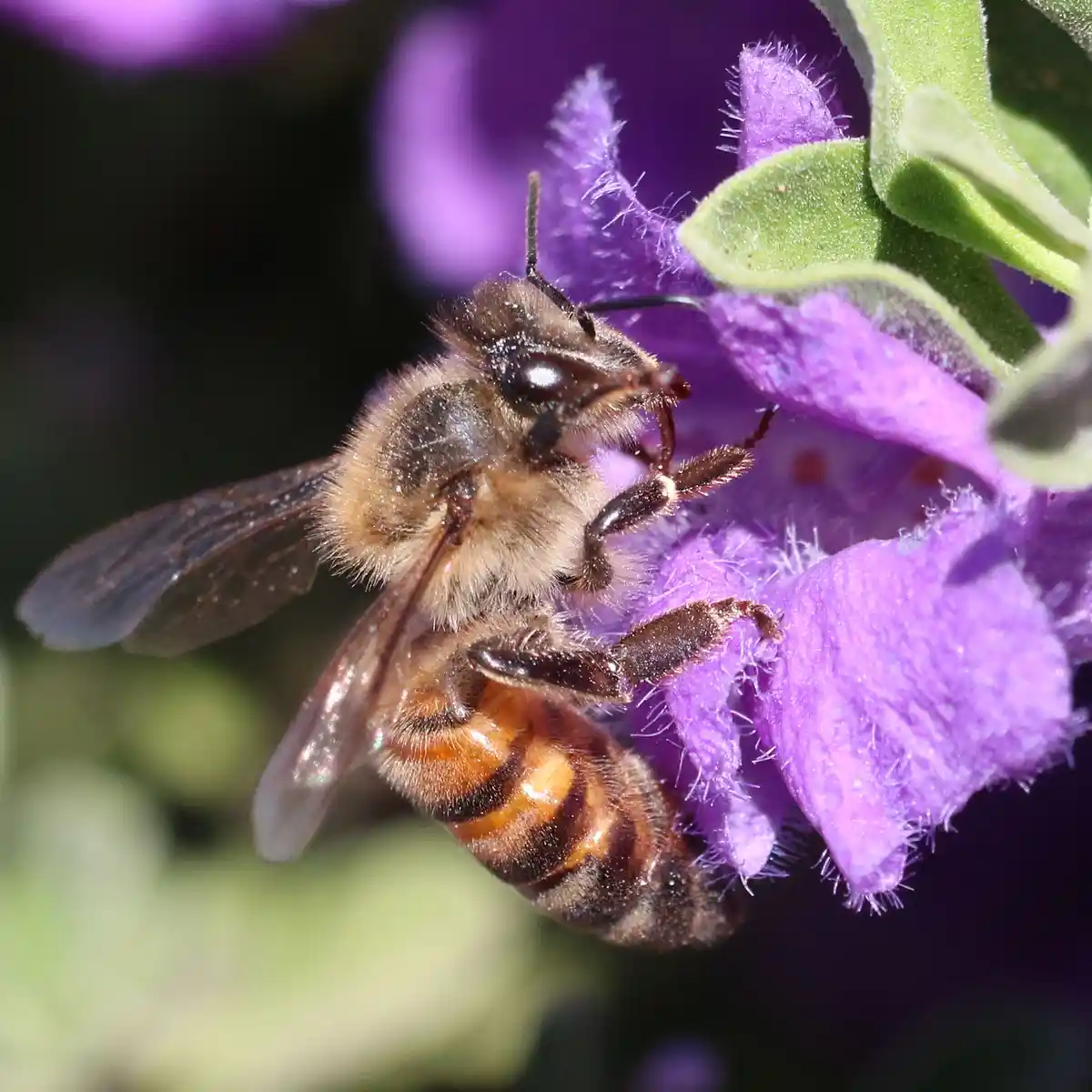 Bees Buzzing Among the Sage: Nature's Harmony