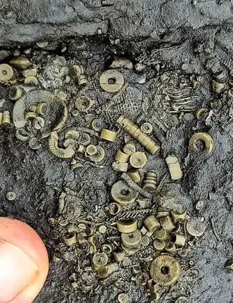 A close-up photo shows a dark, textured rock surface densely covered with numerous small, light-brown fossilized shells and…