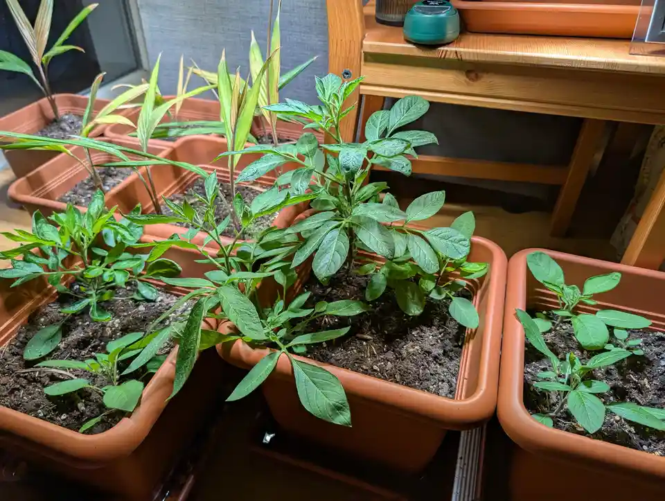 My Indoor Garden: A Green Sanctuary