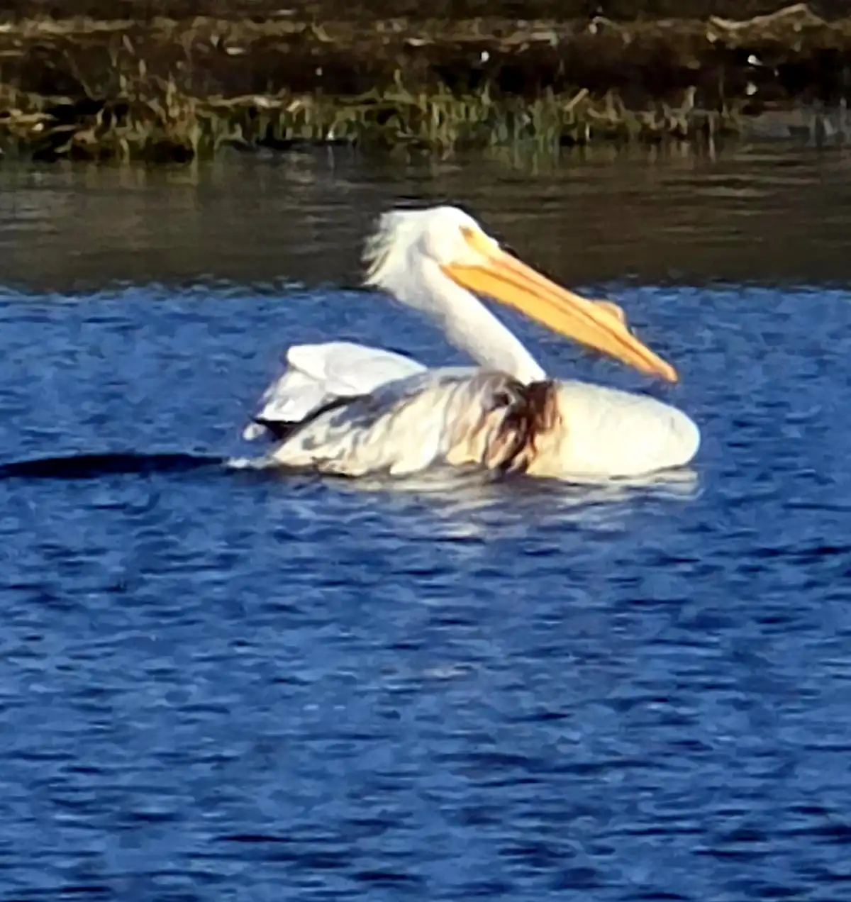 Clearlake: A Haven for Our Feathered Friends