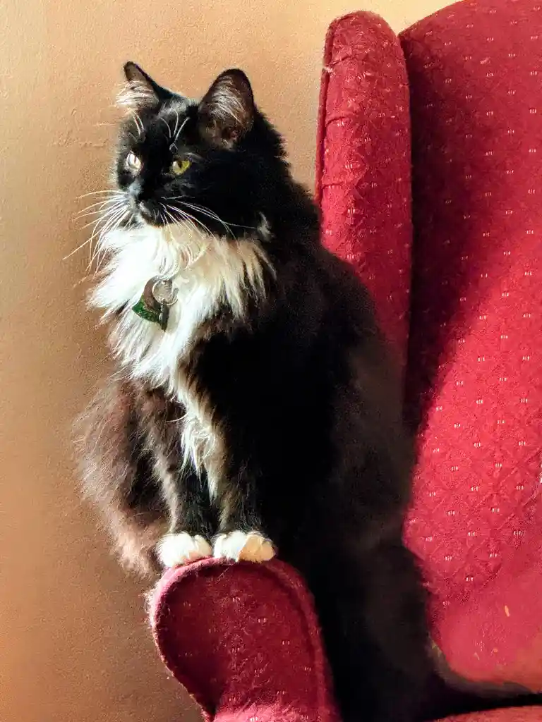 Meet My Adorable Little Gargoyle