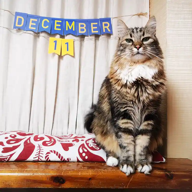 A fluffy tabby cat with a white chest sits upright on a wooden surface, looking directly at the camera with a bored…