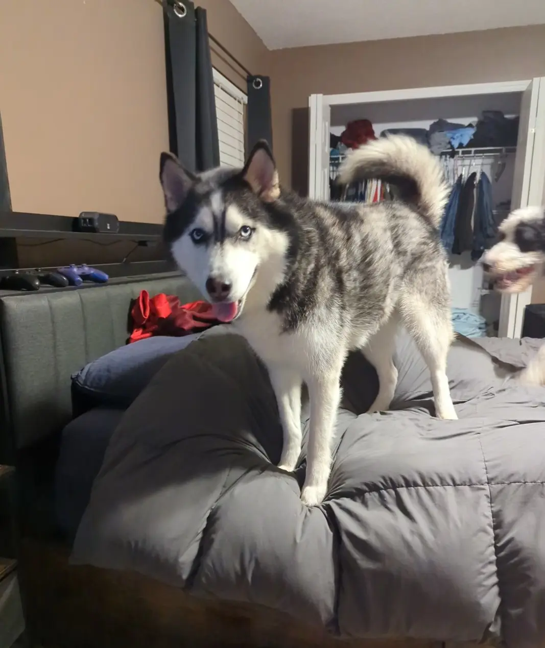 A husky with striking blue eyes and a fluffy tail stands confidently on a grey bed, looking directly at the camera with its…