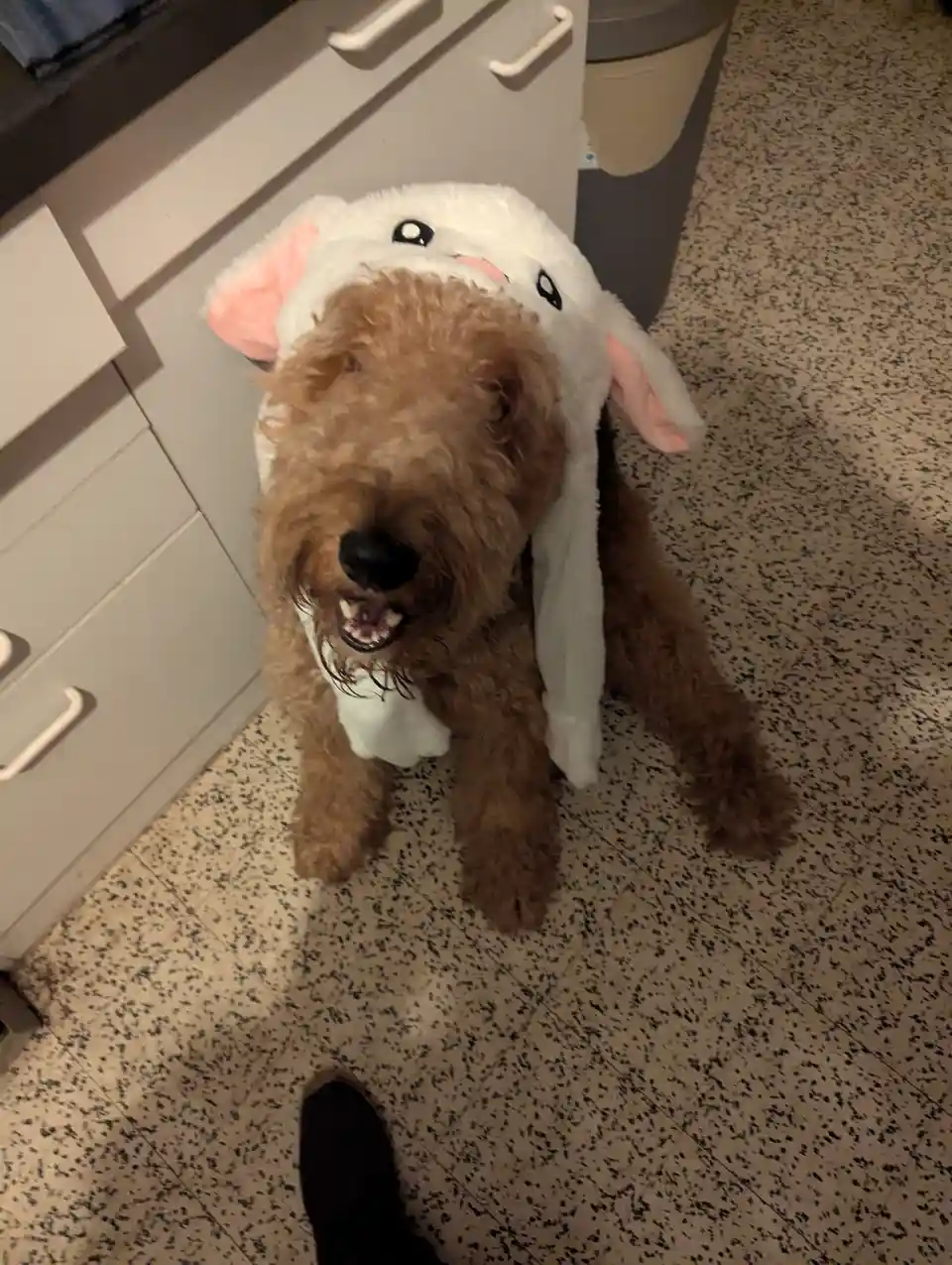A brown, curly-haired dog wearing a white plush bunny costume with pink ears sits on a speckled floor, looking up with its…