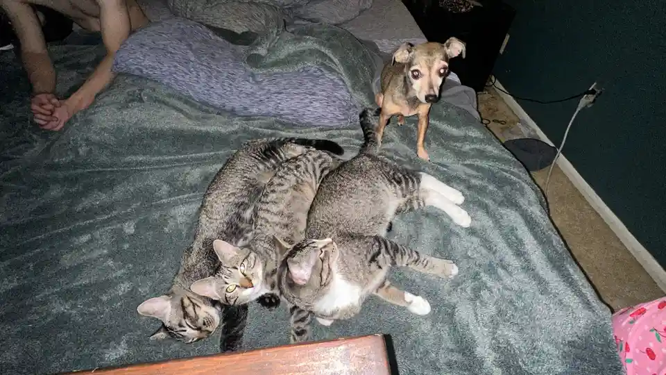 Two tabby cats are tangled together on a gray bedspread, one looking up at the camera while the other is curled up. A small…