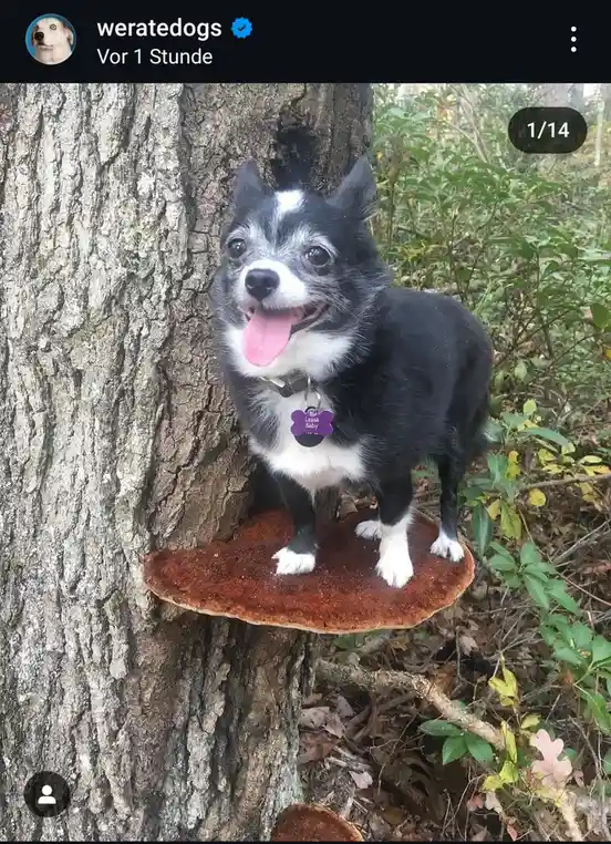 Dogs on Mushrooms: A Whimsical Journey