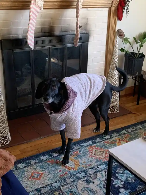 Beans Is Not Impressed with Her New Coat