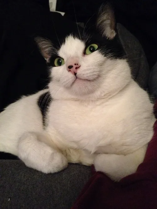 Meet Today's Adorable Cat Star