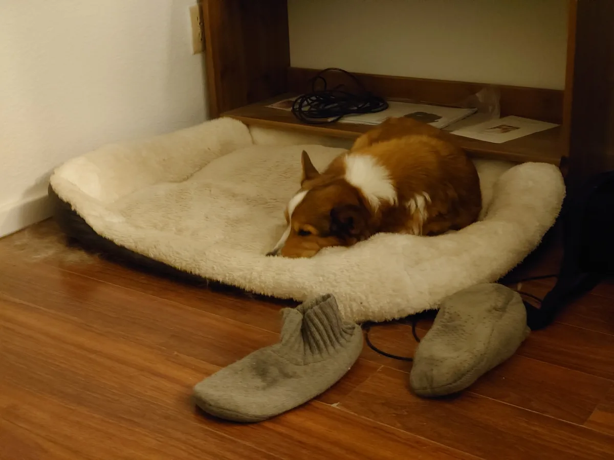 A brown and white dog is curled up sleeping in a fluffy, off-white dog bed placed on a wooden floor. In front of the bed, a…