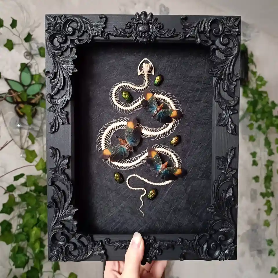 A hand holds a black ornate picture frame containing a taxidermy-style art piece: a white skeletal snake coiled around three…