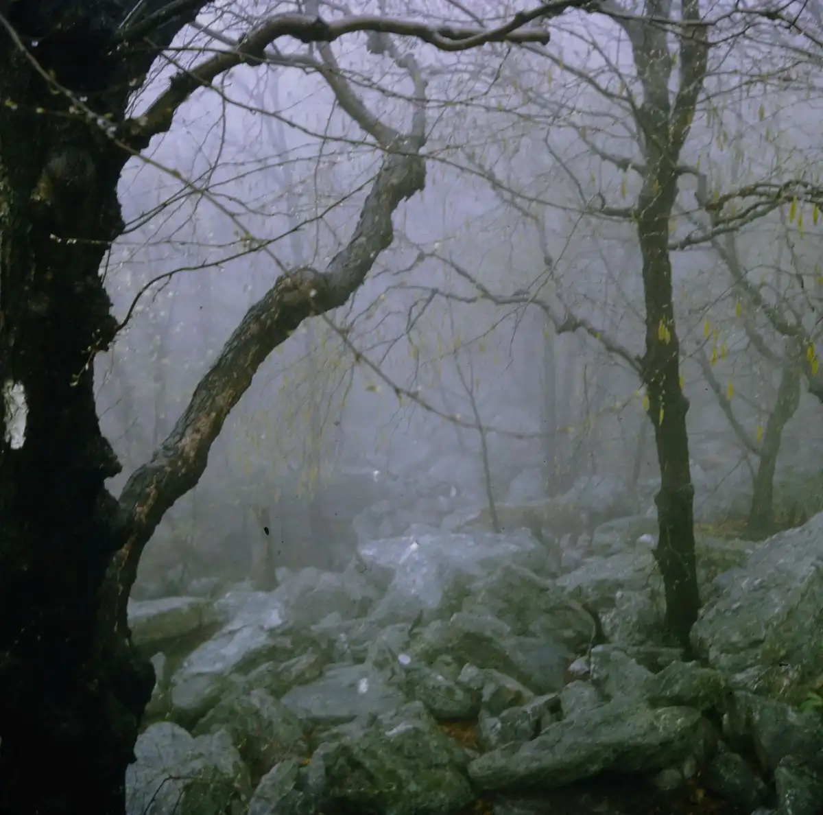 Exploring the breathtaking Appalachian Trail