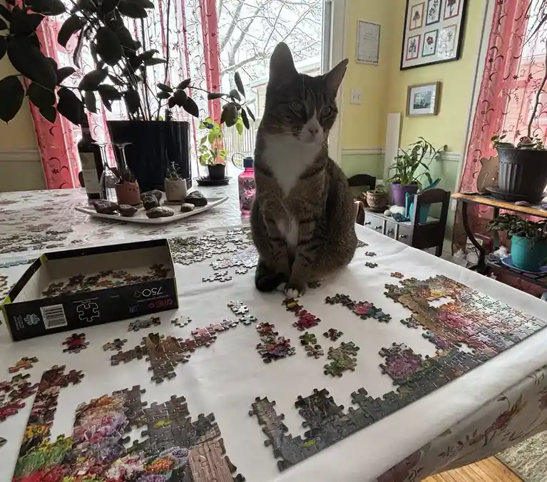 A tabby cat with a white chest sits upright on a dining table covered with scattered jigsaw puzzle pieces, looking directly…