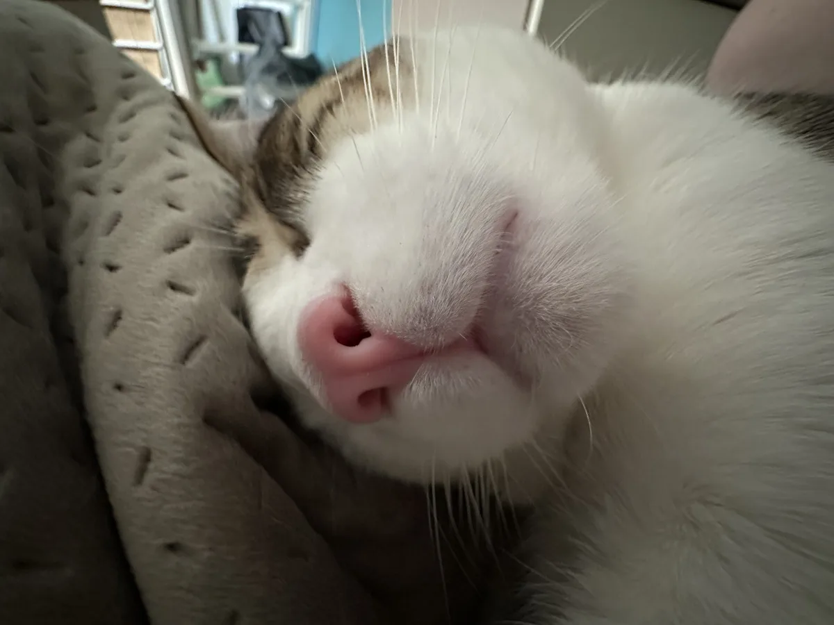 A close-up photo shows a white and brown cat sleeping peacefully with its face pressed into a gray textured blanket, eyes…