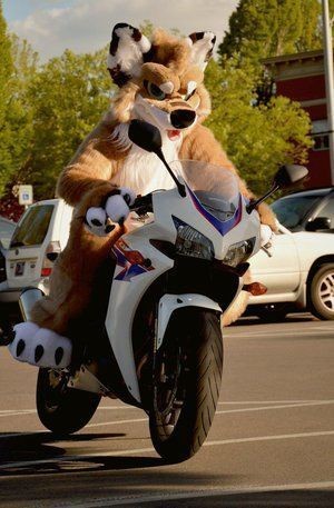 A person in a full-body fox mascot costume is riding a white sport motorcycle on a street, with cars parked nearby and trees…