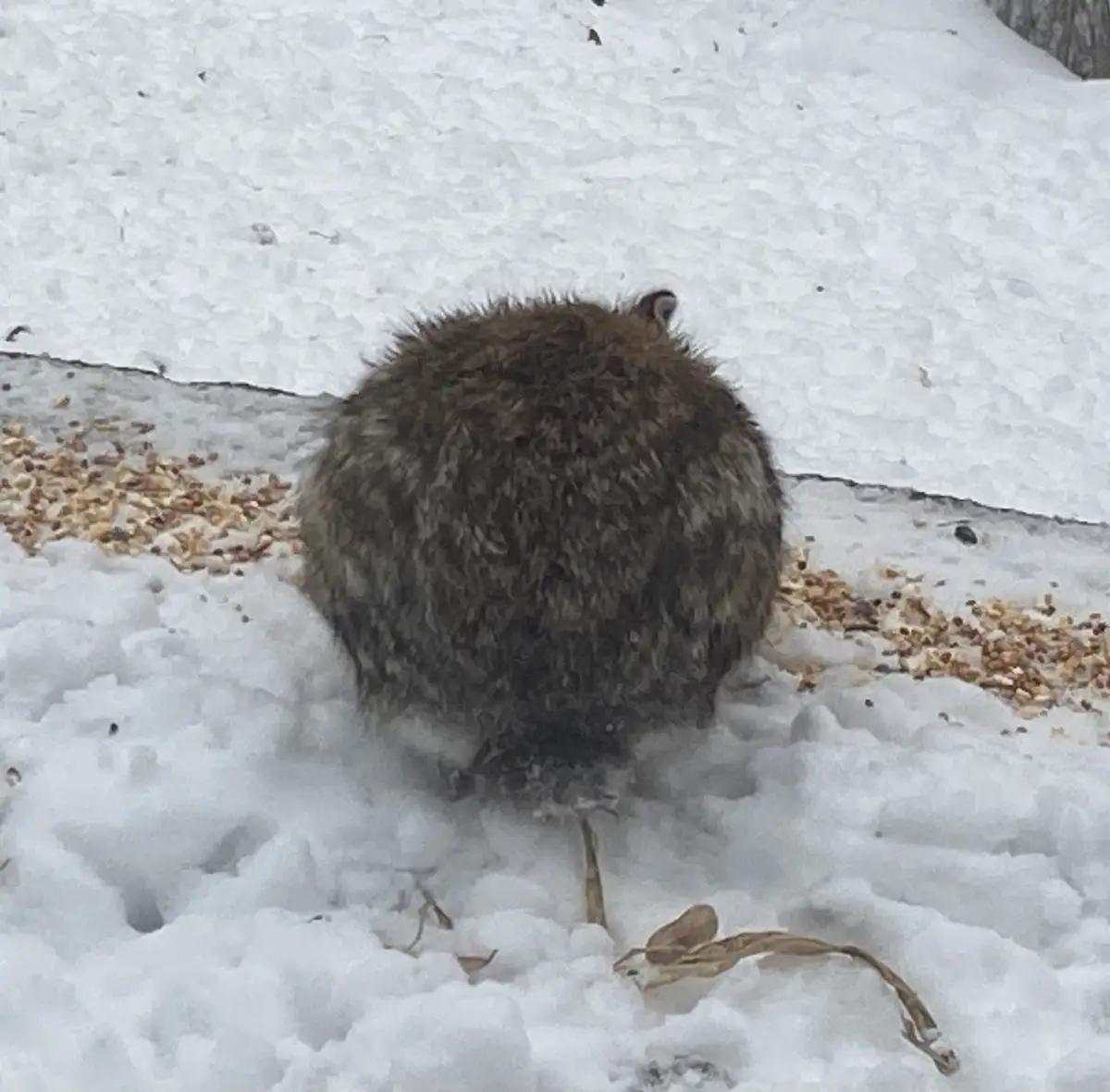 The Adorable Bunny Orb: A Cute Borb Moment