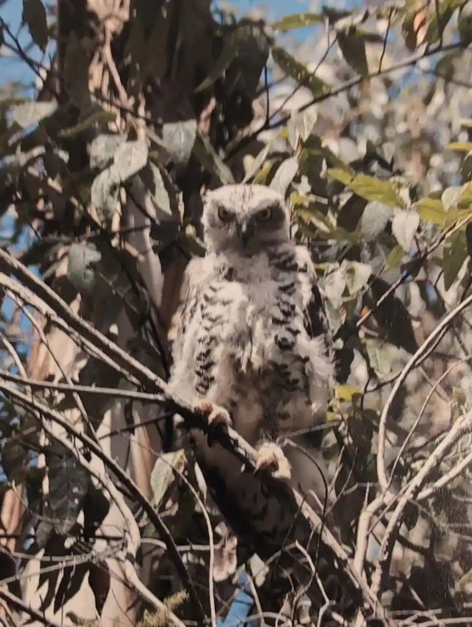 A young owl with mottled gray and white feathers perches on a tree branch surrounded by green leaves and thin branches…