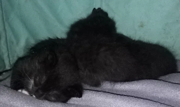 Latest Update on Our Adorable Kittens