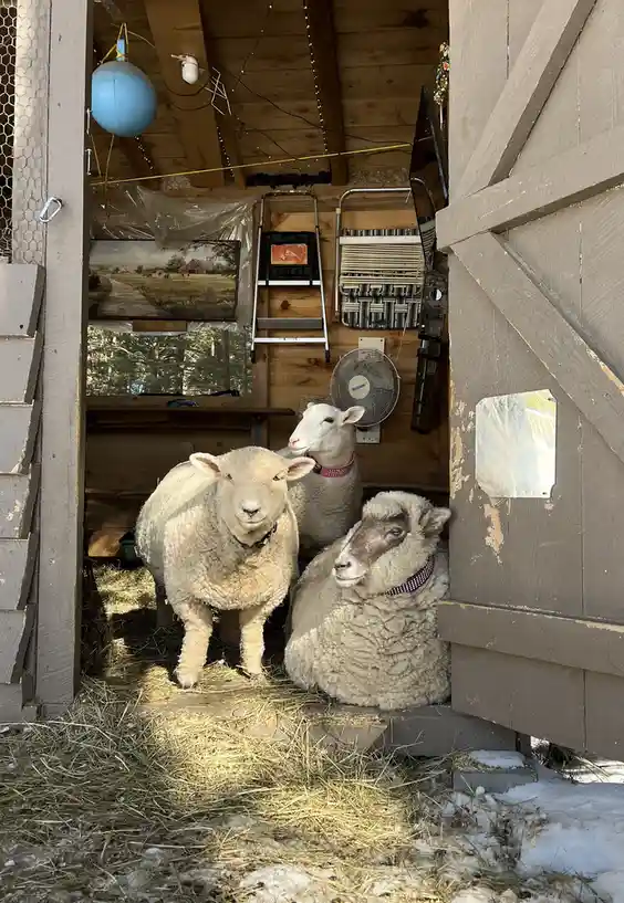 Three sheep are inside a rustic wooden shed with hay on the floor and snow outside. One sheep stands facing forward, another…