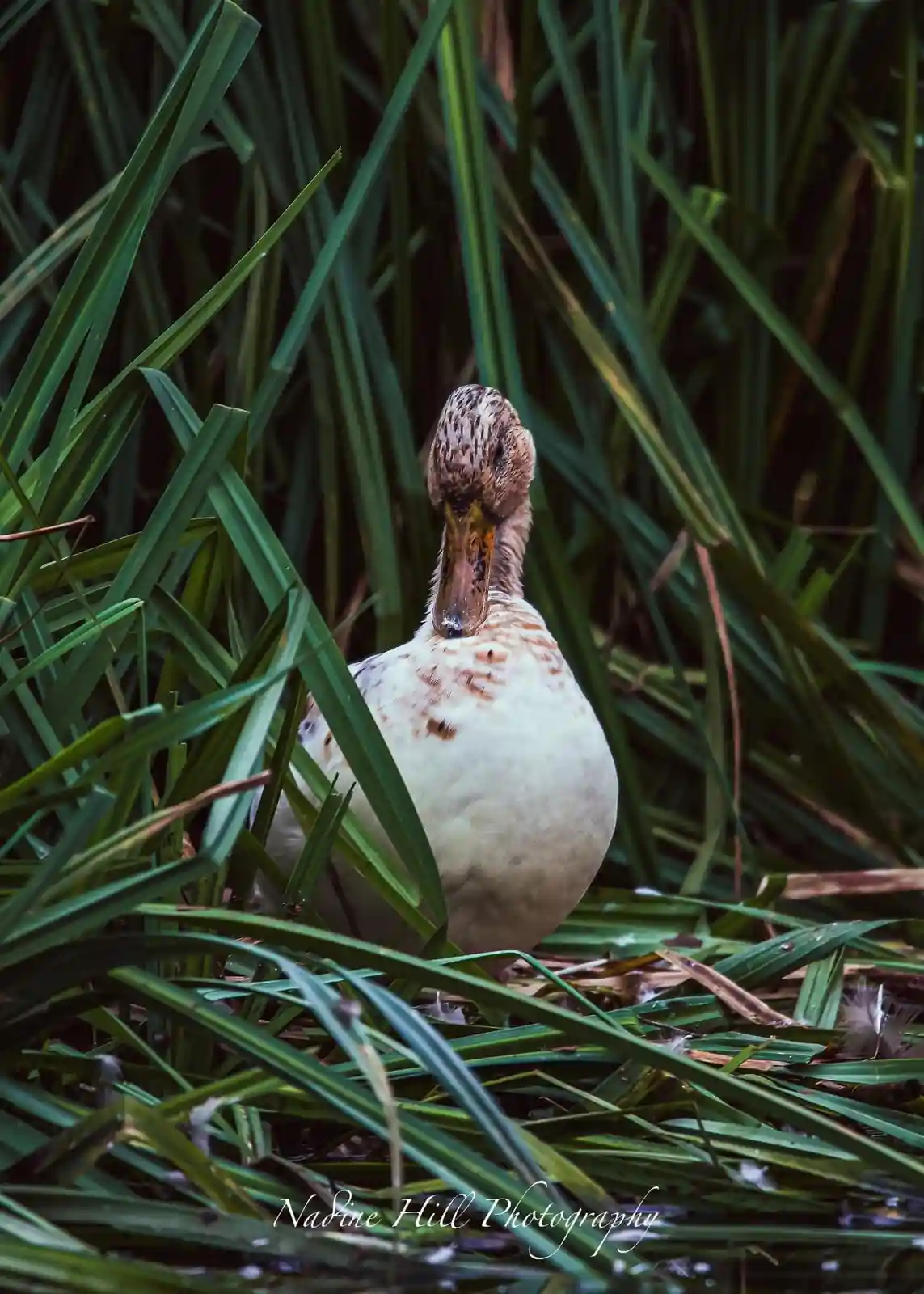 A duck with a white body and brown speckled head is partially hidden among tall green reeds, looking directly at the camera…