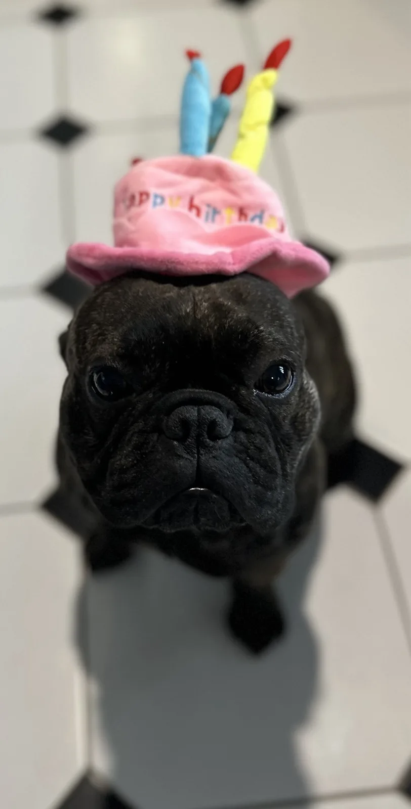 Celebrating Harry's Third Birthday Bash!