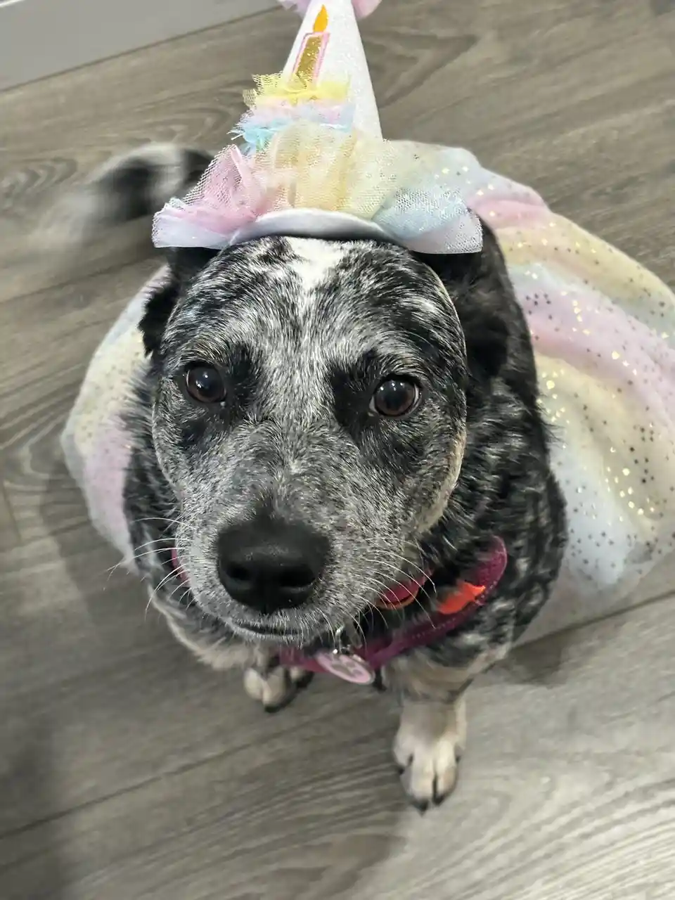 A close-up of a black and white speckled dog wearing a colorful, sparkly unicorn-themed birthday party hat with a candle on…