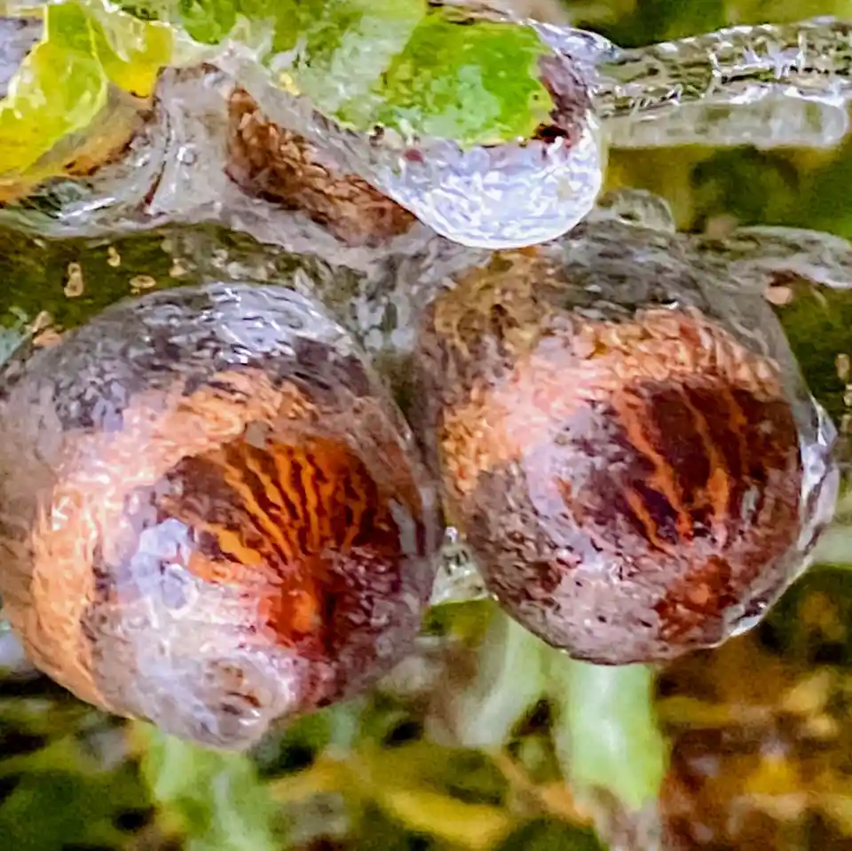 Caught in Time: A Mysterious 2020 Acorn Snapshot