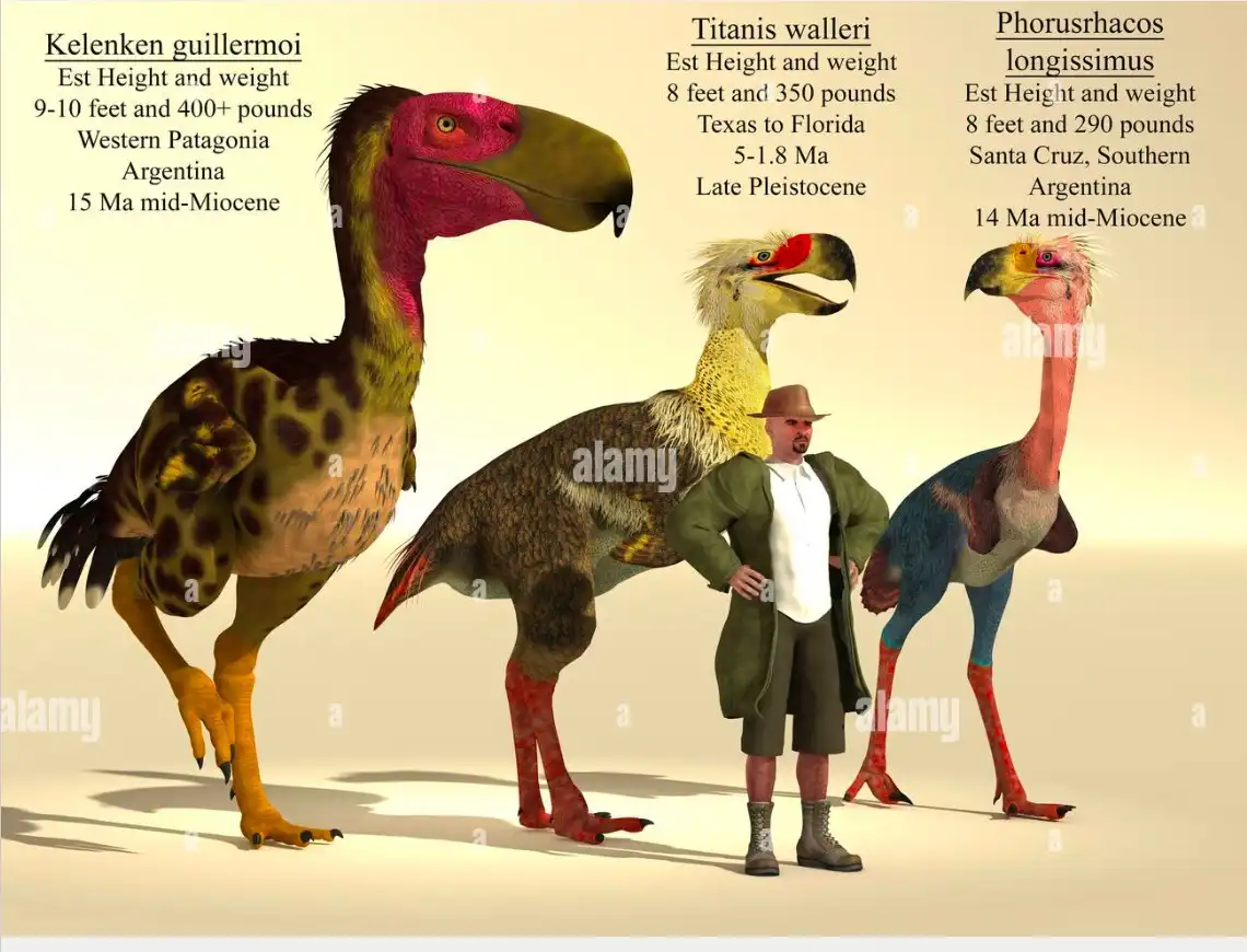 Three large, flightless bird-like prehistoric creatures are shown standing side-by-side, each with a text box above them…