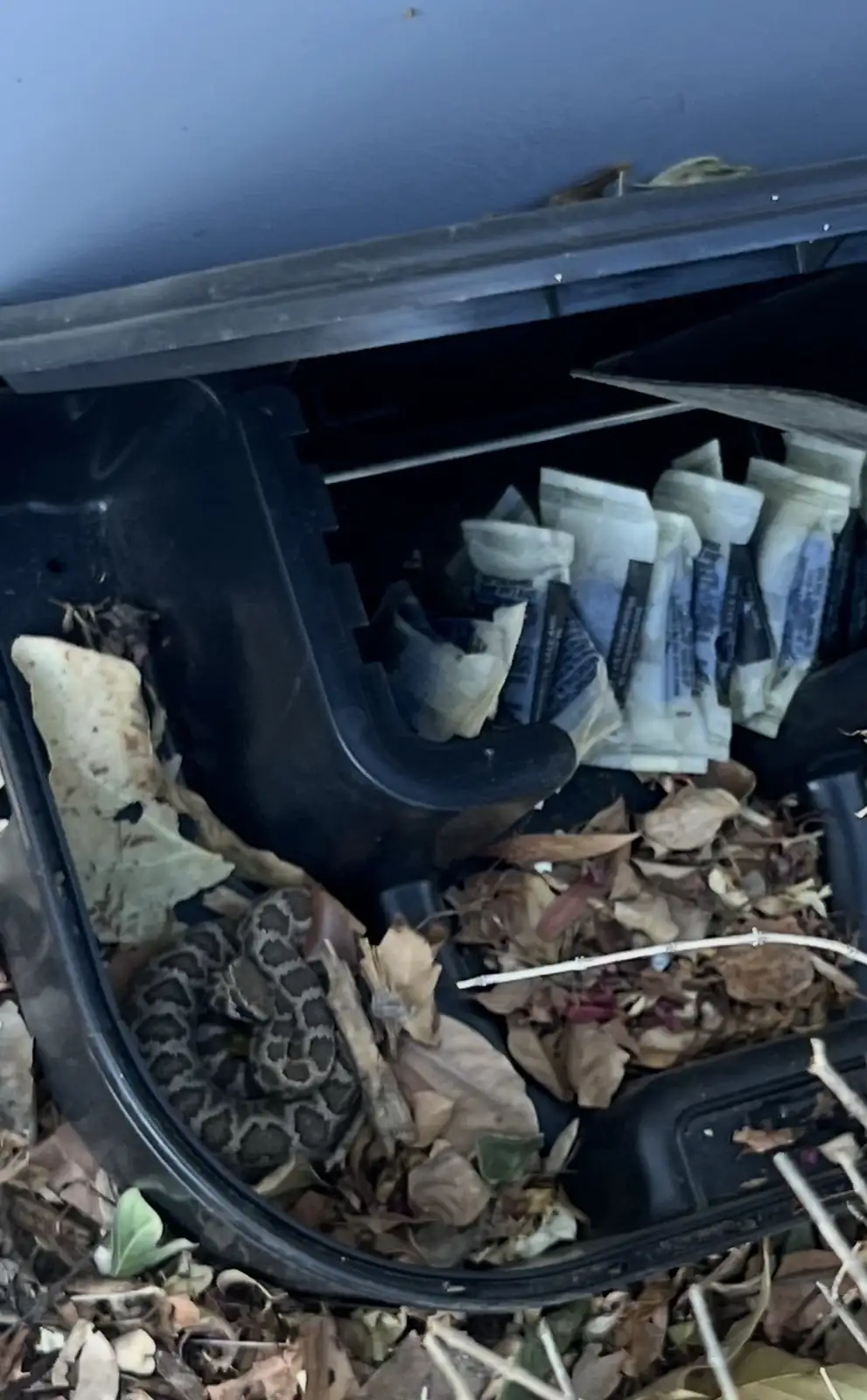 A coiled snake with a patterned brown and black skin is nestled among dry leaves and twigs inside an open black plastic…