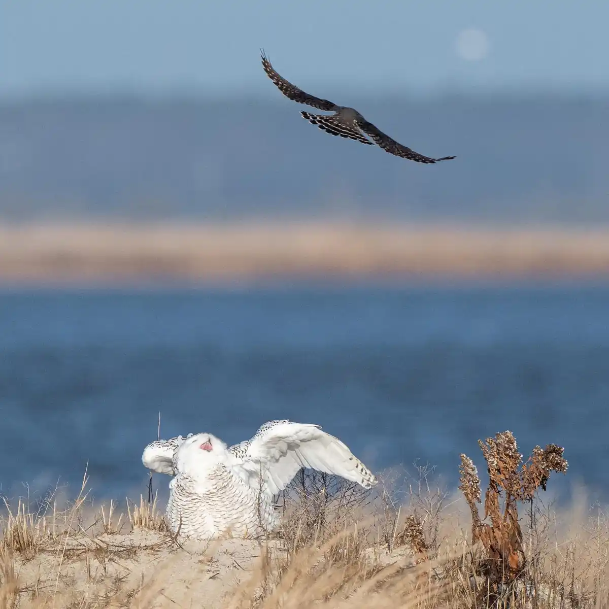 The Epic Showdown: Snowy Owl Takes on Raptor