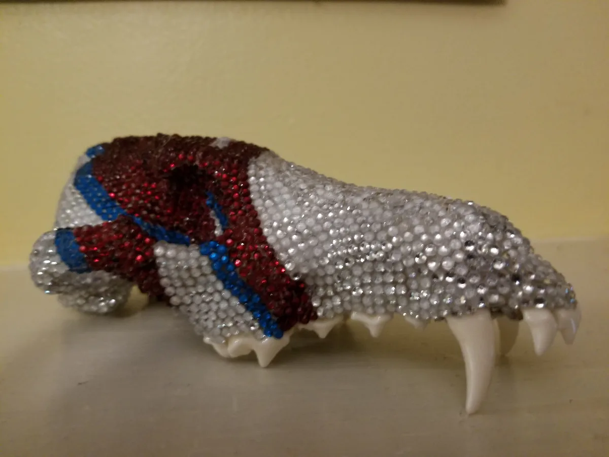 Introducing Ziggy: The star of the show!
