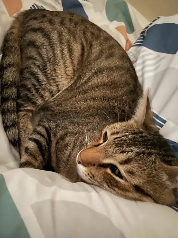 Cats Being Their Quirky Selves