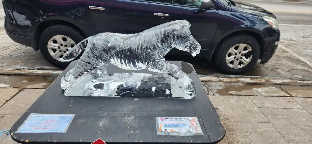 A transparent ice sculpture of a crouching tiger sits on a black display board on a sidewalk, with a dark SUV parked…