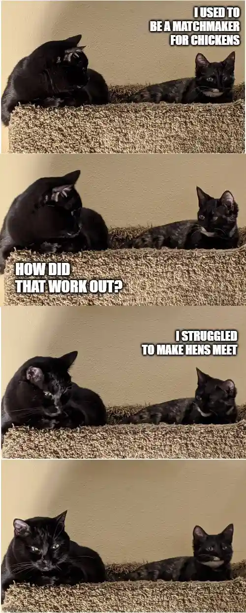 A four-panel meme featuring two black cats on a carpeted surface. The first panel shows one cat saying 'I USED TO BE A…