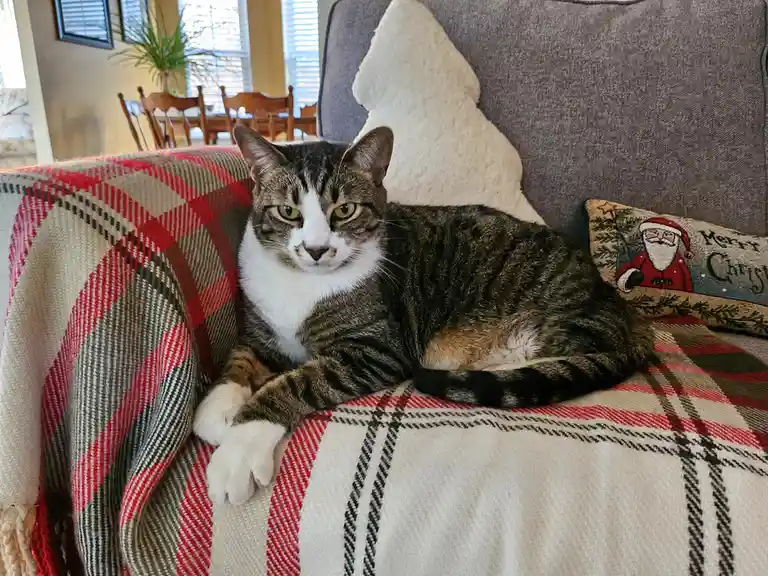 A tabby and white cat with green eyes lies relaxed on a red, beige, and black plaid blanket draped over a gray couch. Behind…