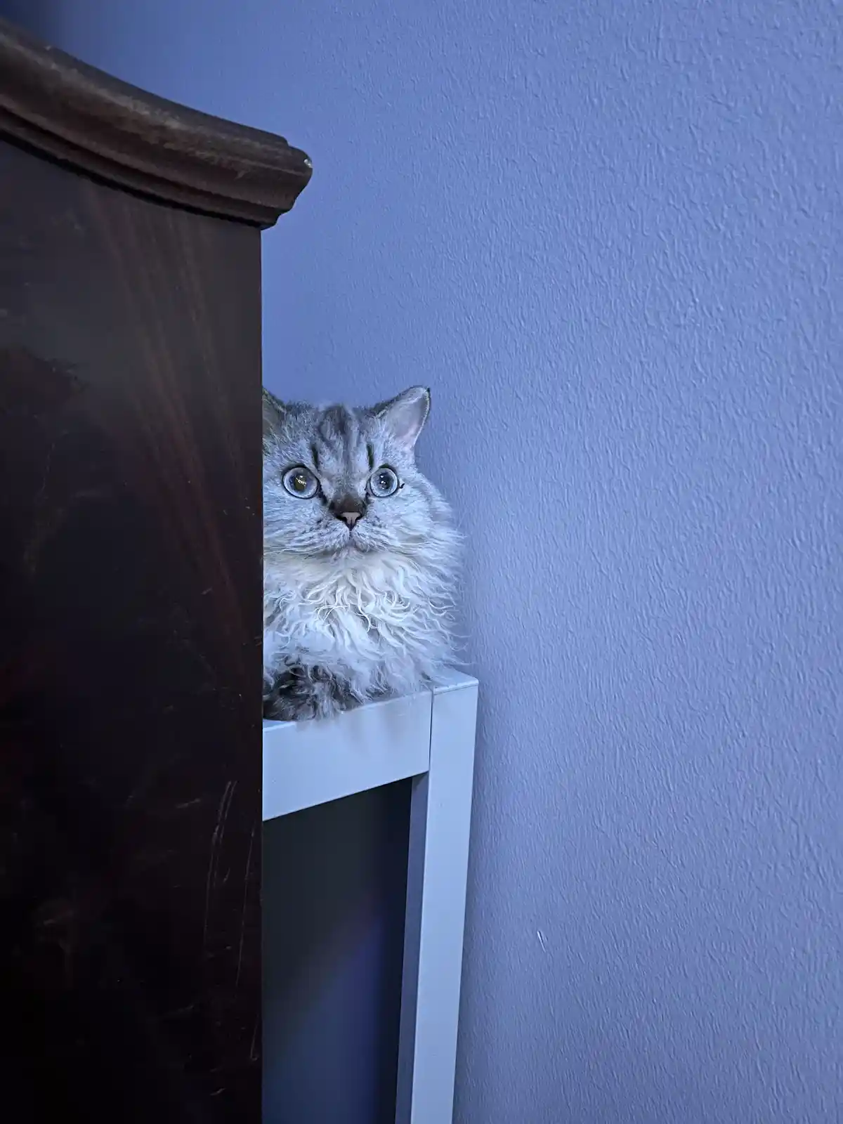 A fluffy silver tabby cat with wide, startled blue eyes peeks out from behind a dark wooden piece of furniture, perched on a…