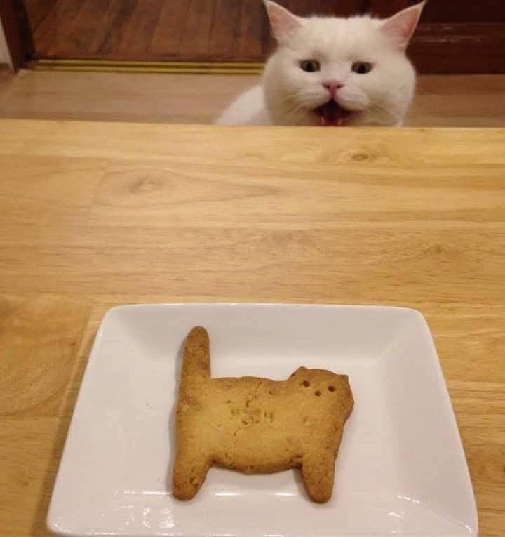 A white cat with wide eyes and an open mouth peers over a wooden table, staring at a cat-shaped cookie on a white plate. The…