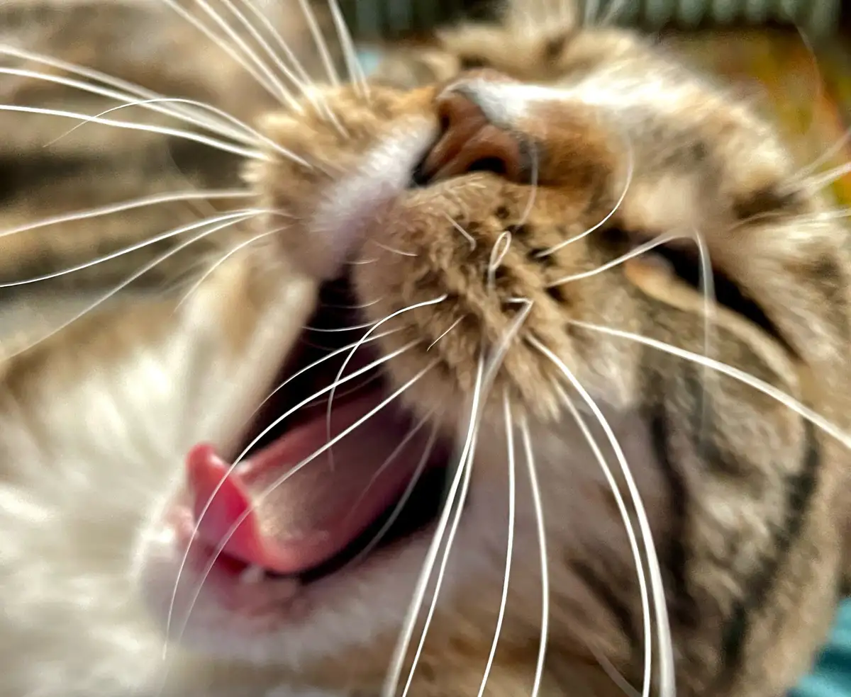 A close-up, slightly blurry photo of a tabby cat's face, with its mouth wide open and its long pink tongue sticking out. The…