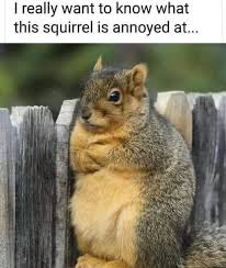 A close-up photo of a gray and brown squirrel perched on a weathered wooden fence, looking intensely to the side with a…