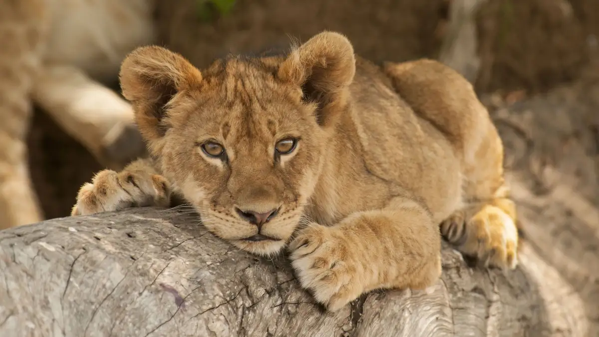 In Uganda, tree-climbing lions are famous, but this adventurous cub from Zambia is trying to bring this skill to its new…