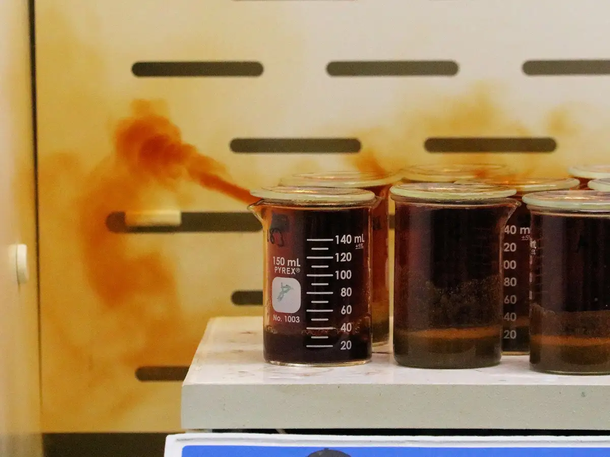 Several 150 mL Pyrex beakers filled with dark coffee sit on a lab bench, with a blurry, stained background showing a person…