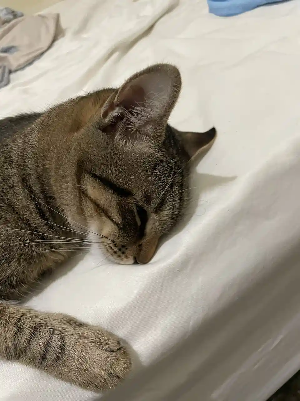A close-up photo shows a tabby cat sleeping peacefully on a white bedsheet, its eyes half-closed and one ear slightly…
