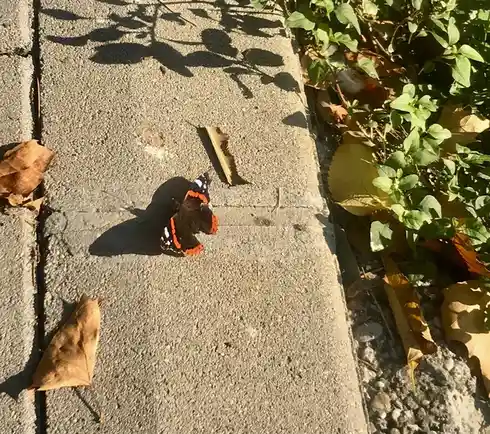 A Beautiful Butterfly Gracing Us in Autumn