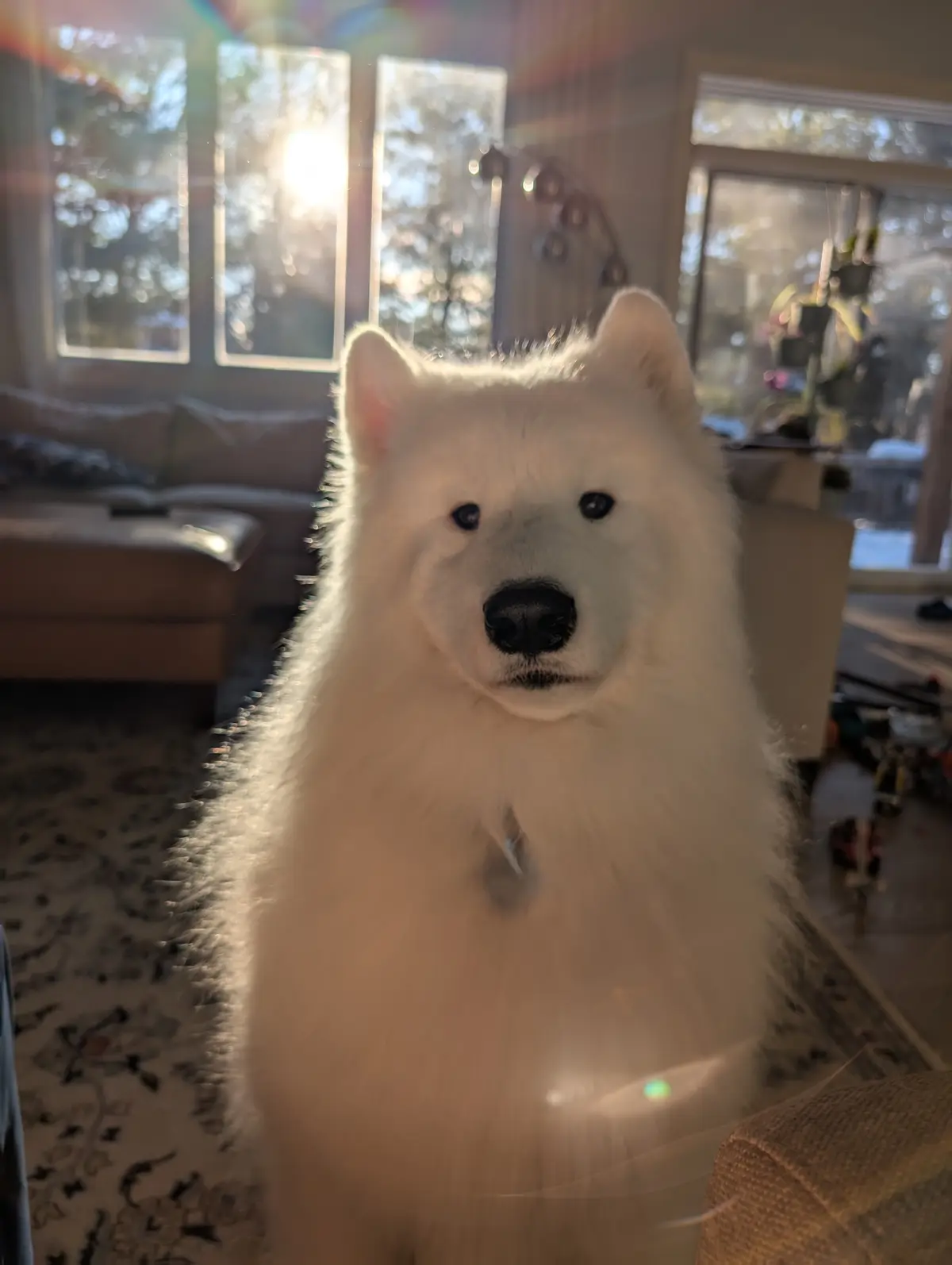 A fluffy white Samoyed dog sits indoors, bathed in warm sunlight streaming through windows, with a calm, slightly smug…