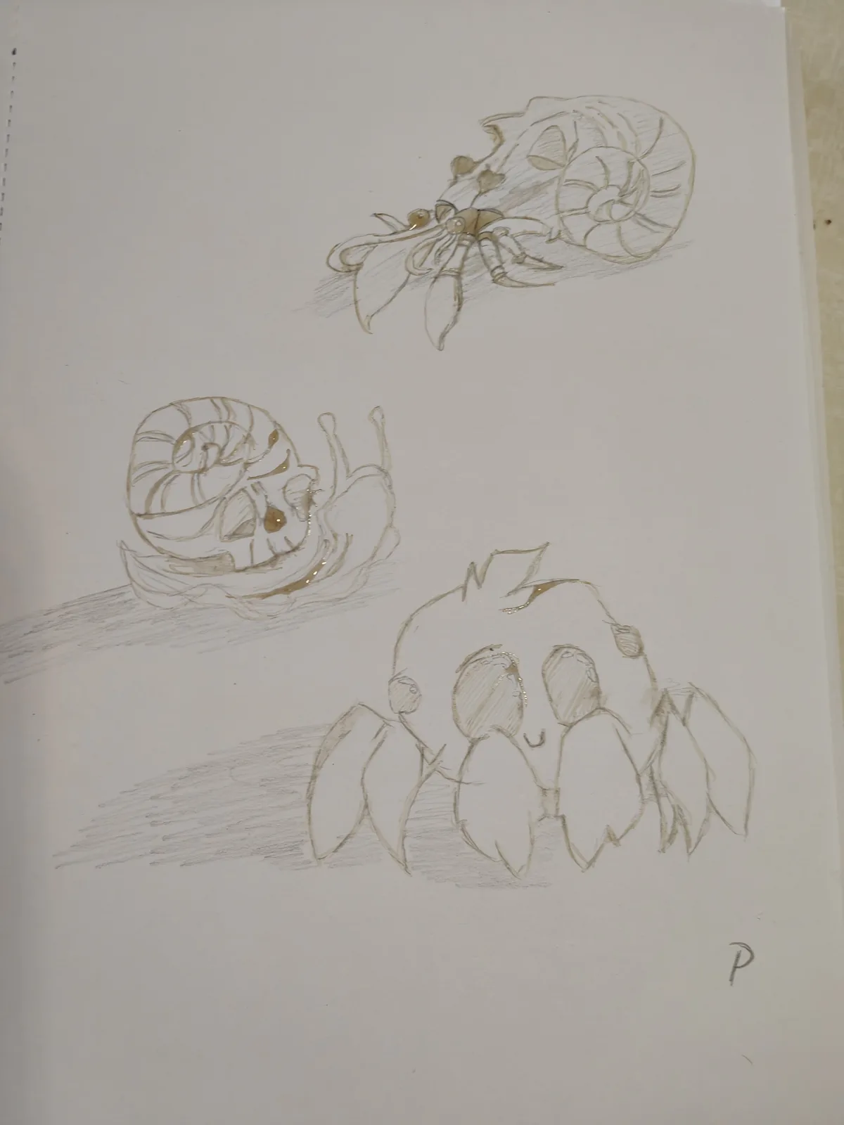 A pencil sketch on white paper shows three sea creatures: a hermit crab in a spiral shell at the top, a snail with a spiral…