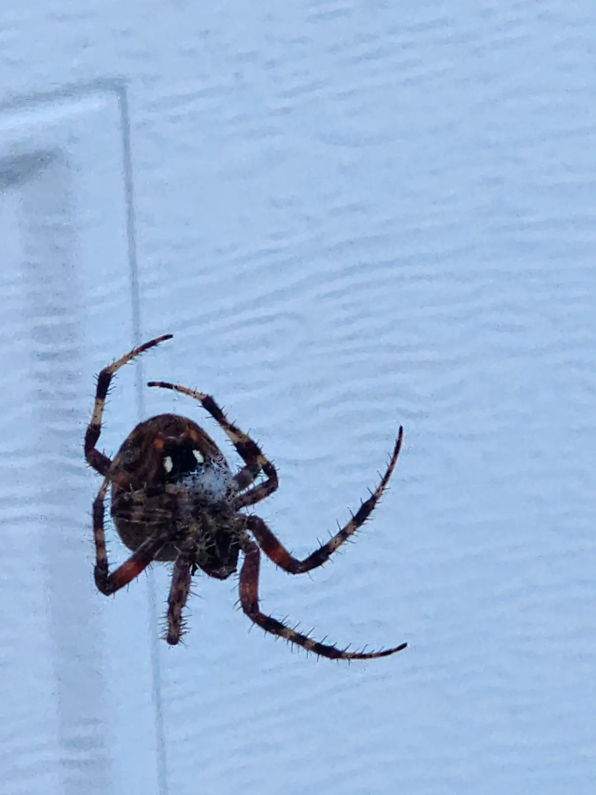 A close-up photo shows a brown and black spider with white spots on its abdomen, clinging to a vertical, light-blue textured…